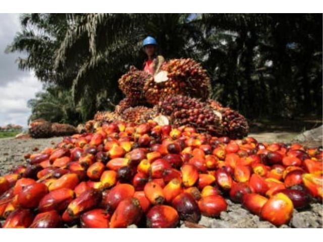 Olio di palma e olio di semi di girasole