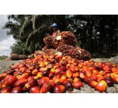 Agricoltura - giardinaggio - Olio di palma e olio di semi di girasole