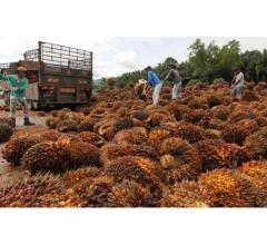 Agricoltura - giardinaggio - Olio di palma e olio di semi di girasole