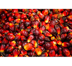 Olio di palma, olio di semi di girasole e altri