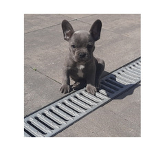 Animali - accessori - Cuccioli Bulldog Francese Blu.