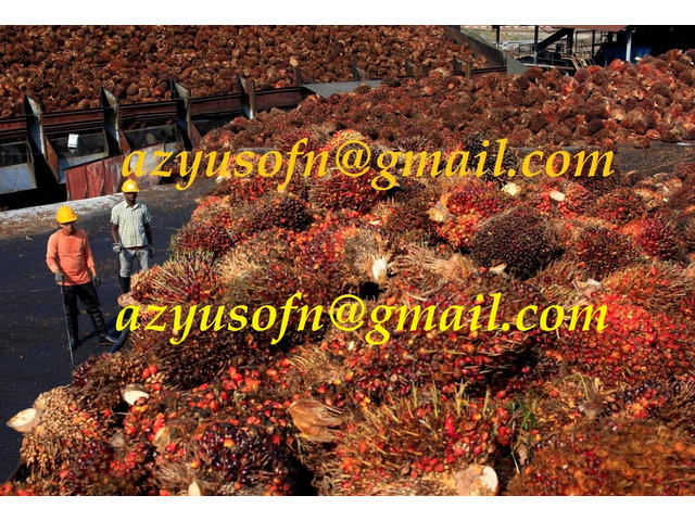 Agricoltura - giardinaggio - Olio di palma, olio di palmisti palma grezza e raffinata