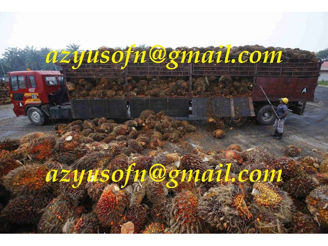 Agricoltura - giardinaggio - Olio di palma, olio di palmisti palma grezza e raffinata