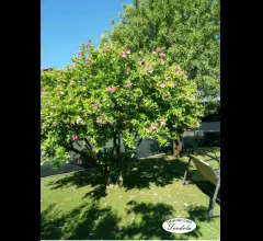 Sarzana casale ristrutturato con giardino