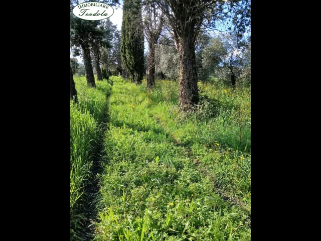 Appartamenti in Vendita - Casa colonica  con terreno  sarzana