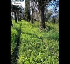 Appartamenti in Vendita - Casa colonica  con terreno  sarzana