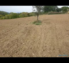 Appartamenti in Vendita - Rudere indipendente