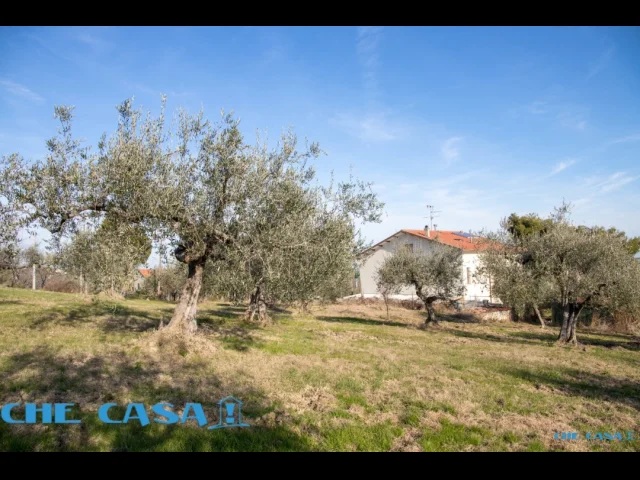 Appartamenti in Vendita - Casa indipendente con ampio uliveto