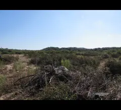 Appartamenti in Vendita - Terreno agricolo di 1 ettaro in vendita