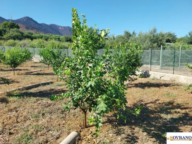 Appartamenti in Vendita - Villagrazia di palermo: terreno mq 1.600