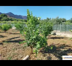 Appartamenti in Vendita - Villagrazia di palermo: terreno mq 1.600