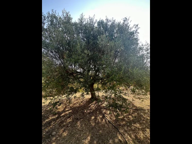 Appartamenti in Vendita - Proprietà agricola a pentedattilo