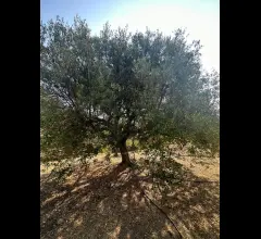 Appartamenti in Vendita - Proprietà agricola a pentedattilo
