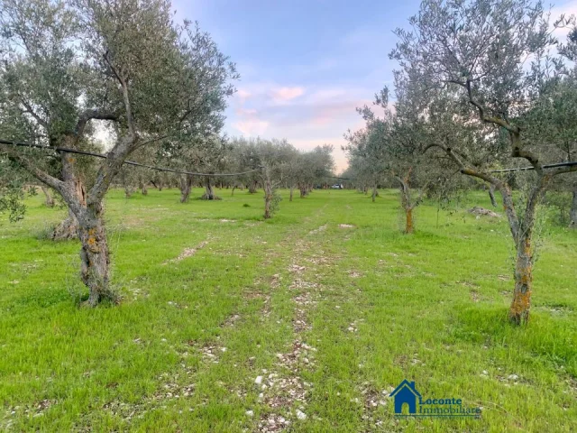 Terreno agricolo
