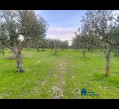 Terreno agricolo