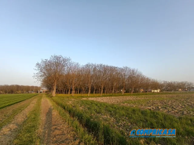 Appartamenti in Vendita - Capannone agricolo con terreno