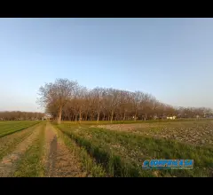 Appartamenti in Vendita - Capannone agricolo con terreno
