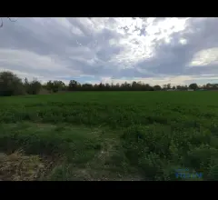 Vendesi terreno agricolo in zona cortile