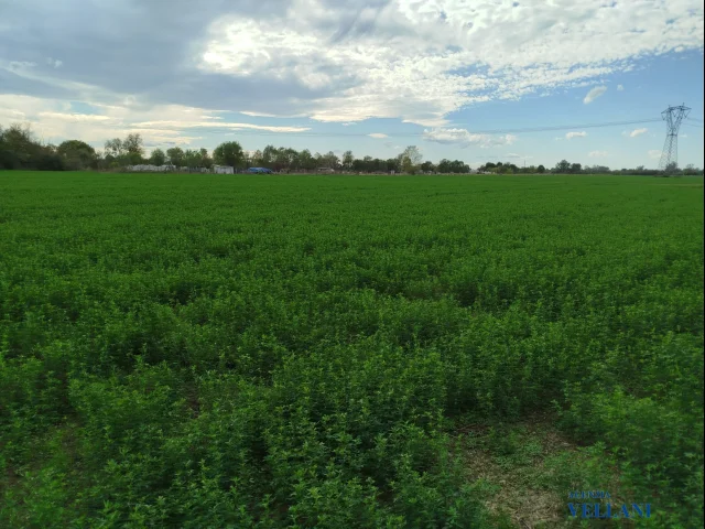 Appartamenti in Vendita - Vendesi terreno agricolo in zona cortile