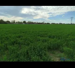 Appartamenti in Vendita - Vendesi terreno agricolo in zona cortile