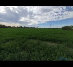 Appartamenti in Vendita - Vendesi terreno agricolo in zona cortile