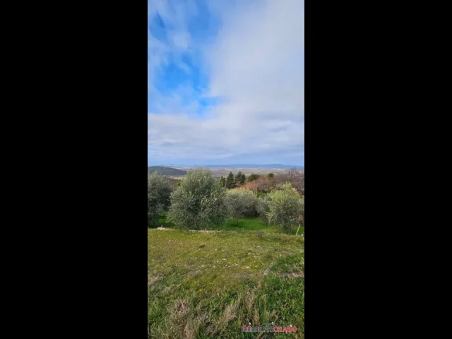 Terreno agricolo con olivi