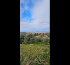 Terreno agricolo con olivi