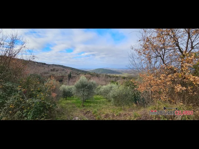 Appartamenti in Vendita - Terreno agricolo con olivi