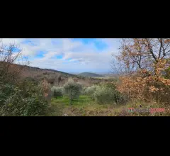 Appartamenti in Vendita - Terreno agricolo con olivi