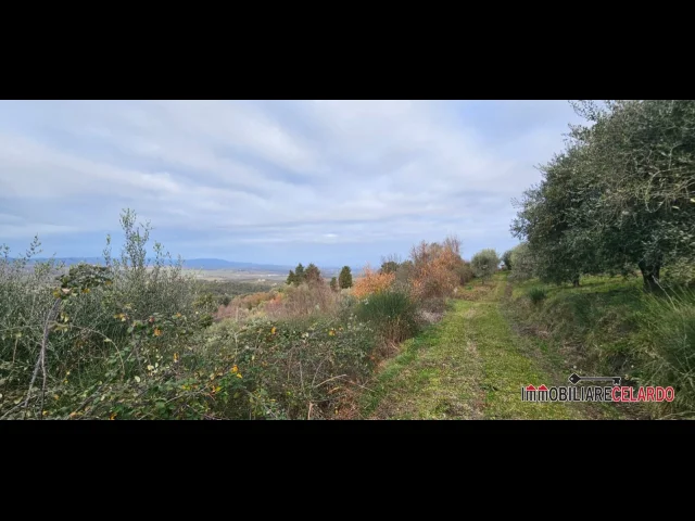 Appartamenti in Vendita - Terreno agricolo con olivi