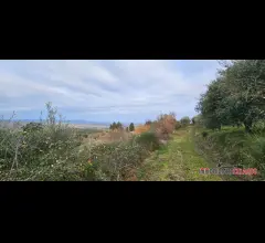 Appartamenti in Vendita - Terreno agricolo con olivi
