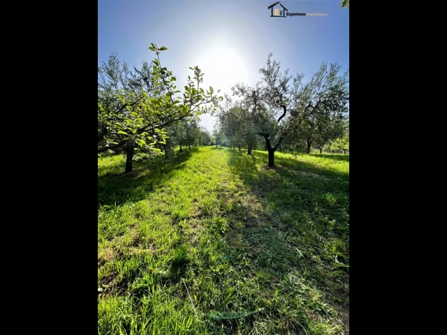Appartamenti in Vendita - Terreno con uliveto
