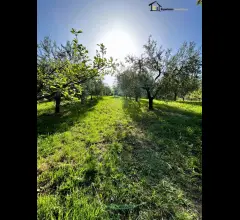Appartamenti in Vendita - Terreno con uliveto