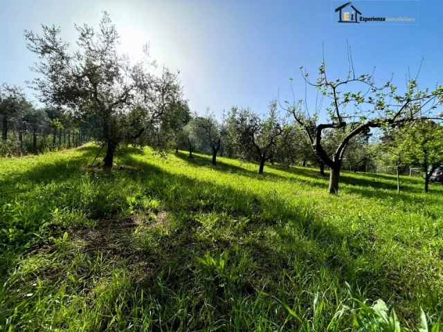 Appartamenti in Vendita - Terreno con uliveto