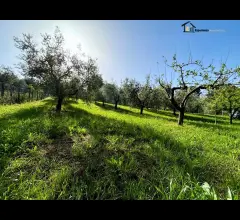 Appartamenti in Vendita - Terreno con uliveto
