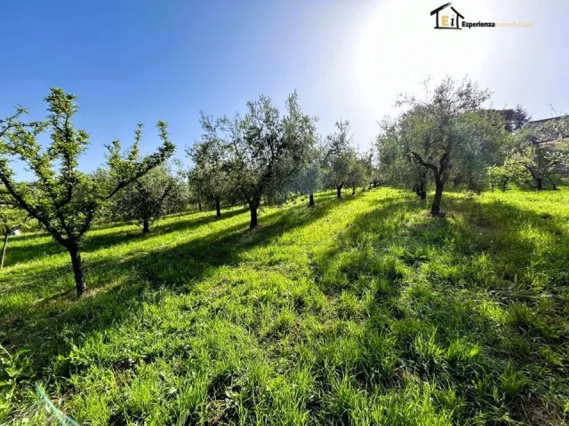 Appartamenti in Vendita - Terreno con uliveto