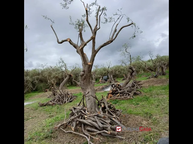 Appartamenti in Vendita - Ortoliuzzo, terreno agricolo