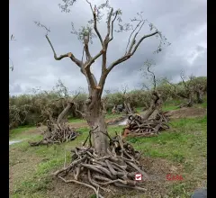 Ortoliuzzo, terreno agricolo