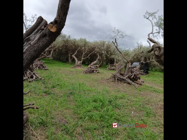 Appartamenti in Vendita - Ortoliuzzo, terreno agricolo