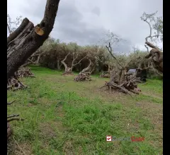 Appartamenti in Vendita - Ortoliuzzo, terreno agricolo