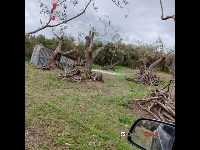 Appartamenti in Vendita - Ortoliuzzo, terreno agricolo