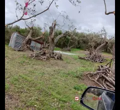 Appartamenti in Vendita - Ortoliuzzo, terreno agricolo