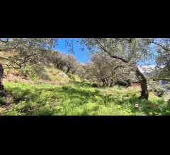 Rodia, terreno agricolo di circa 1000 mq