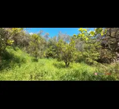 Barcellona p.g,terreno di 3000 mq con deposito di circa 40mq