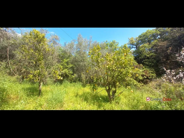 Appartamenti in Vendita - Barcellona p.g,terreno di 3000 mq con deposito di circa 40mq