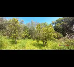 Appartamenti in Vendita - Barcellona p.g,terreno di 3000 mq con deposito di circa 40mq