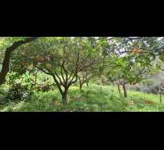 Appartamenti in Vendita - Rometta, funzionale terreno agricolo terrazzato