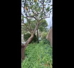 Appartamenti in Vendita - Piano torre, semi indipendente con spazi esterni