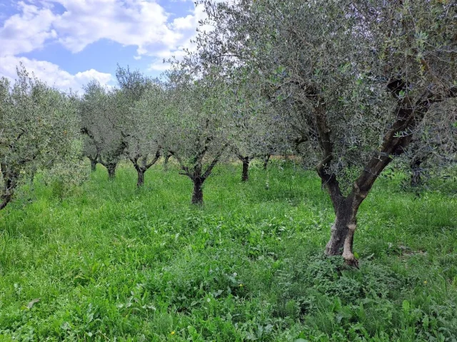 Piano di mommio casale con ampio terreno