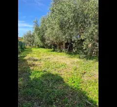 Massarosa centro grande casa indipendente con giardino